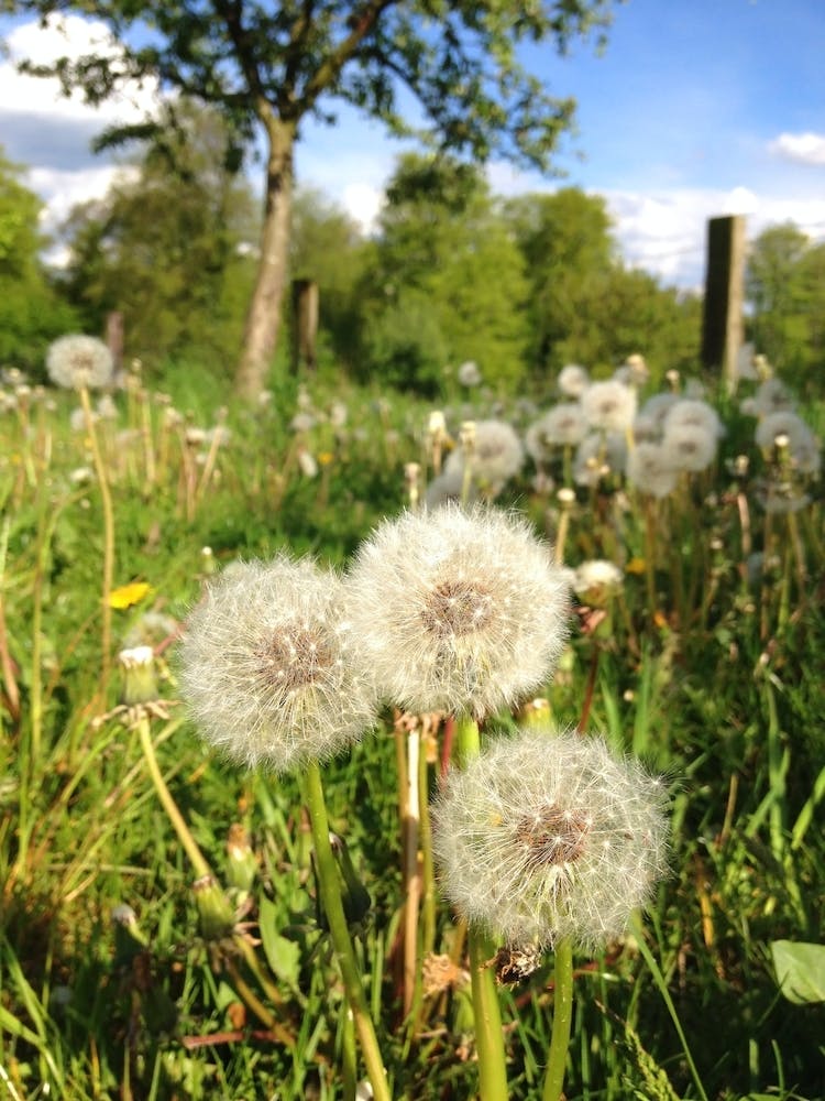 Dandelion