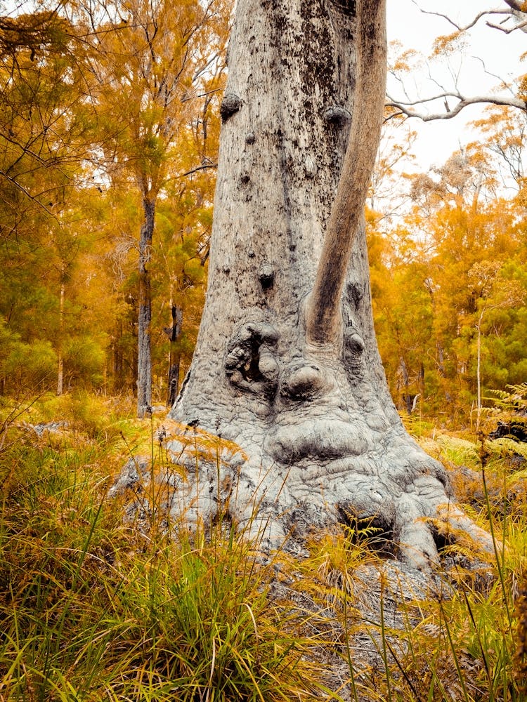 Grandma Tingle Tree