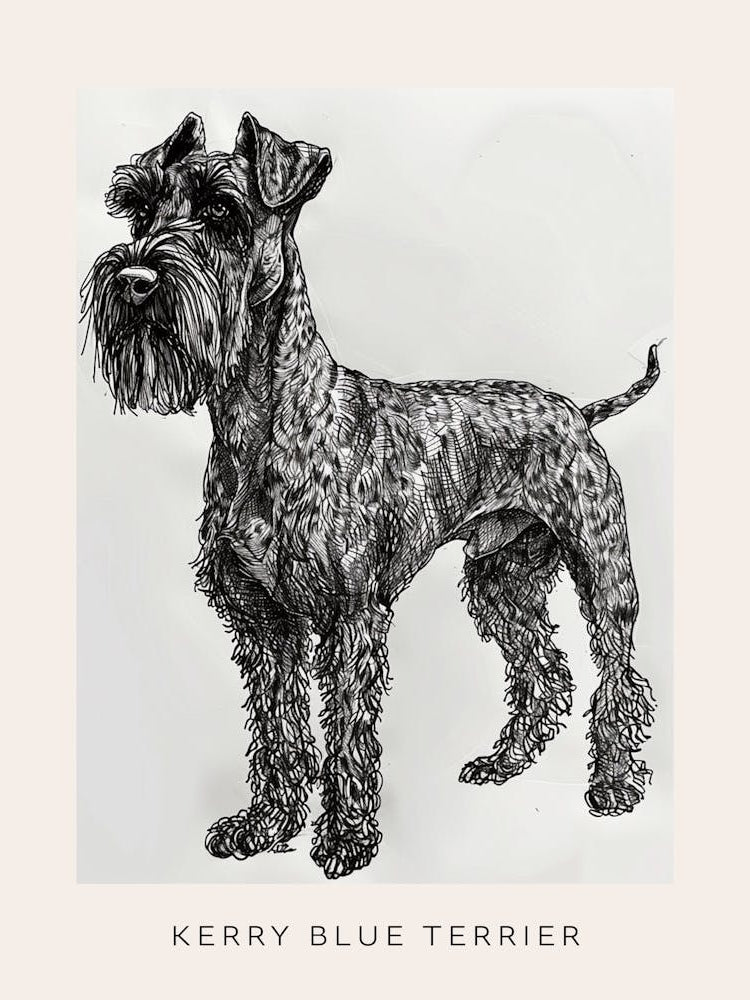 Kerry Blue Terrier Line Sketch 3 Poster