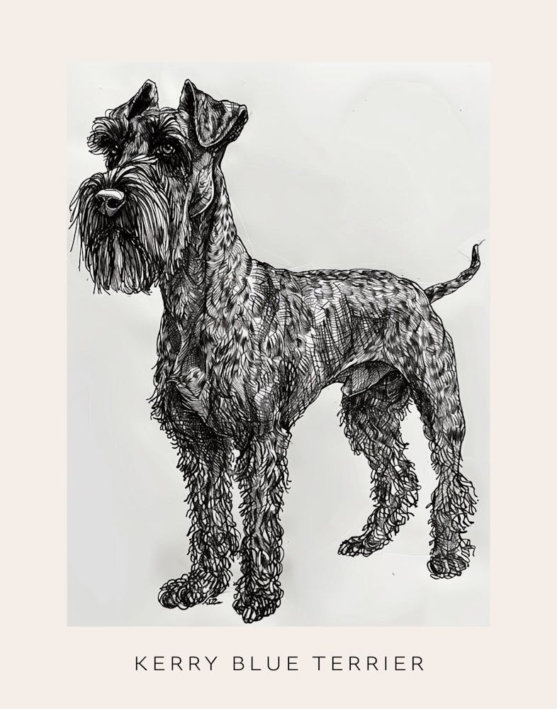 Kerry Blue Terrier Line Sketch 3 Poster