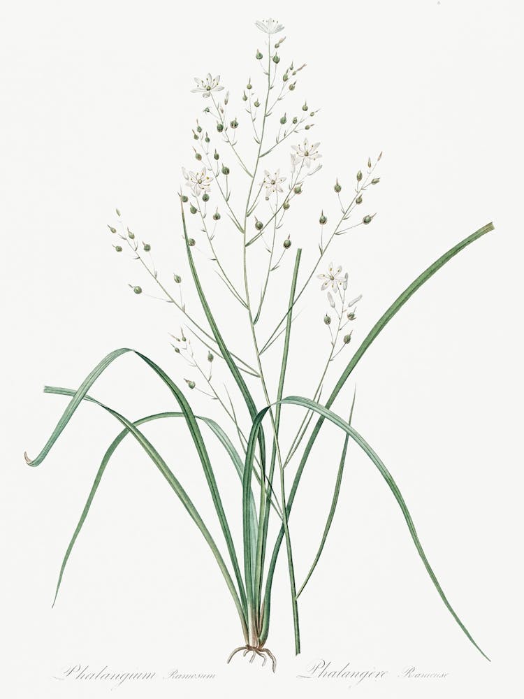 Branched St Bernard S Lily Illustration From Les Liliacées (1805), Pierre Joseph Redoute