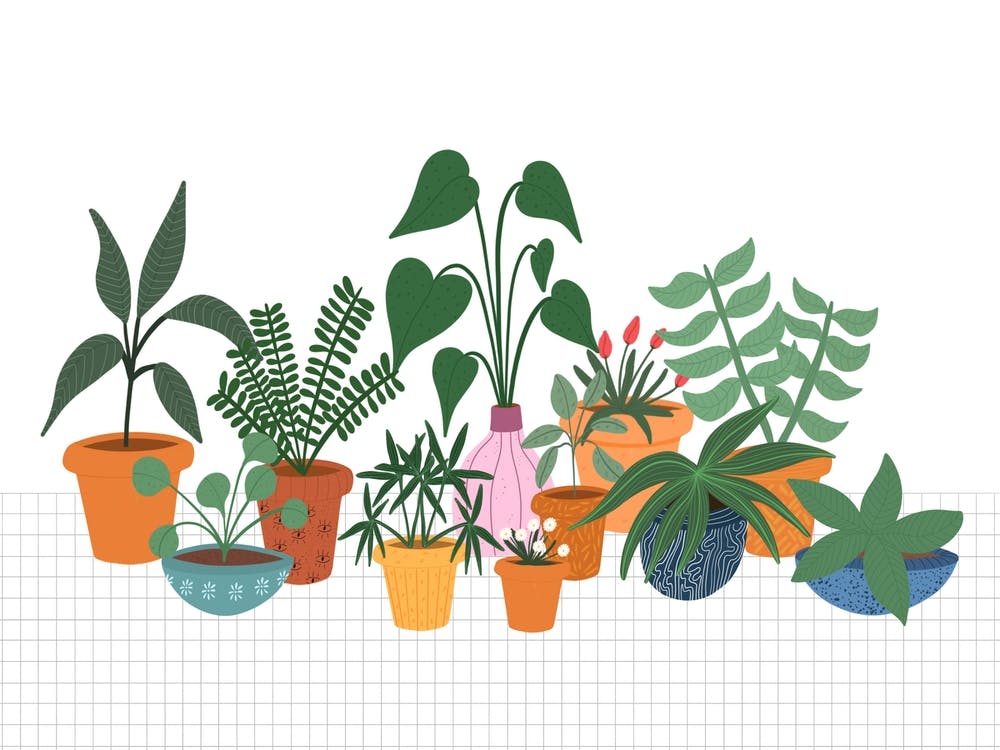 Potted Plants