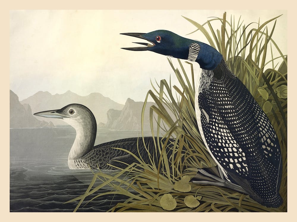 Blue Crane, John James Audubon