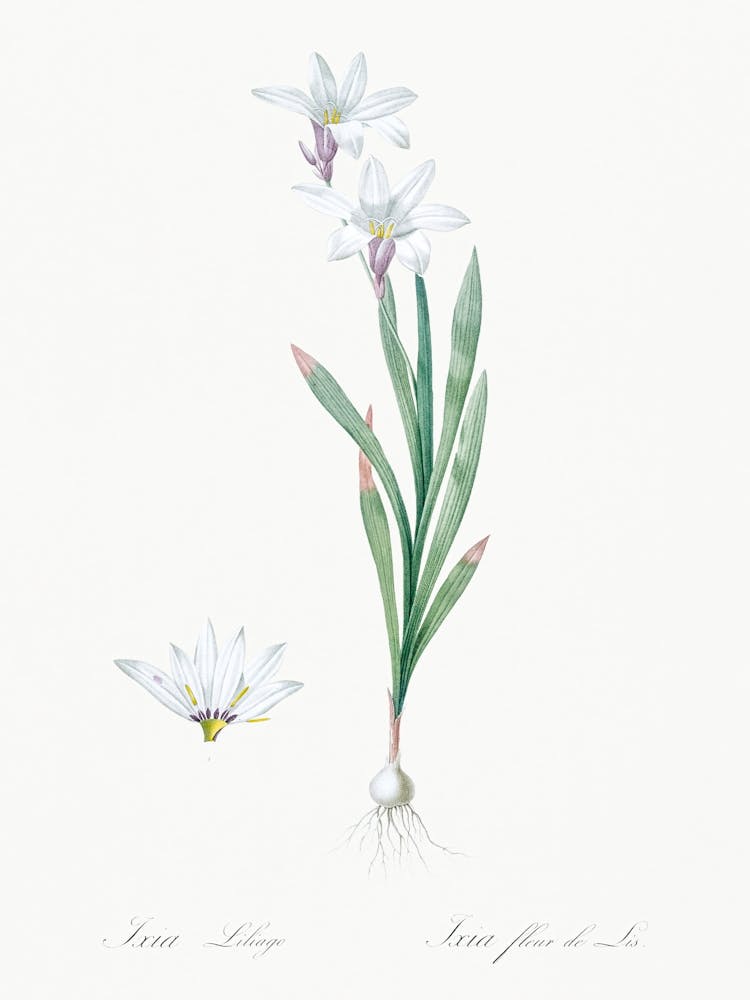Ixia Liliago Illustration From Les Liliacées (1805), Pierre Joseph Redoute