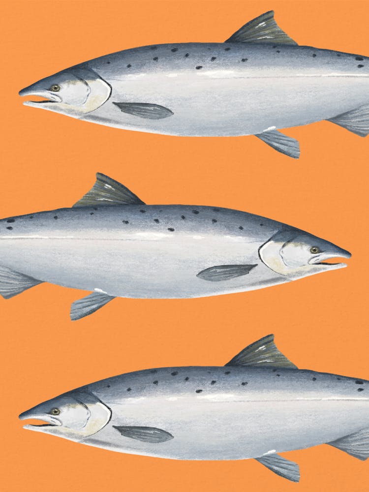 Salmon On Orange Background