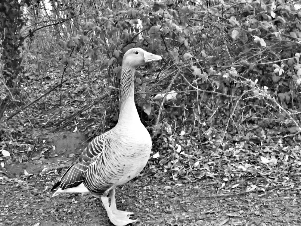 Black And White Goose in park
