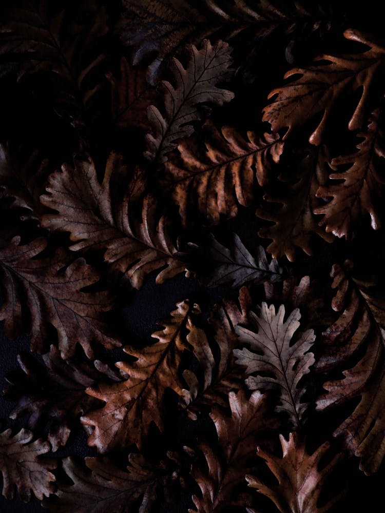 Moody Autumn Leafs