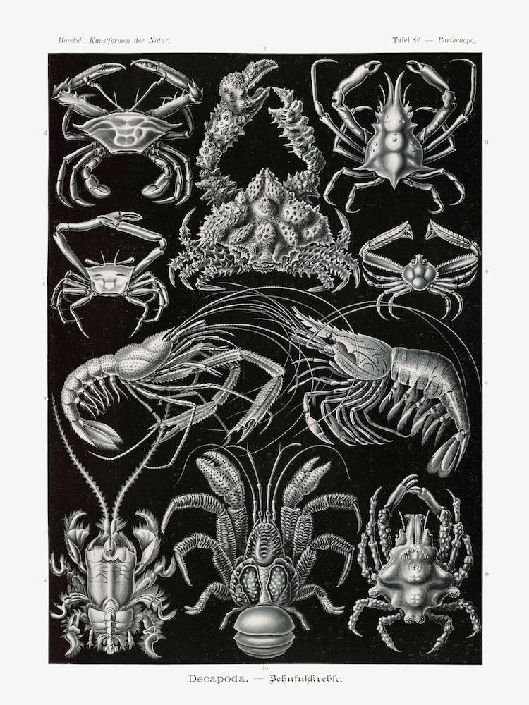 Vintage Crustacean