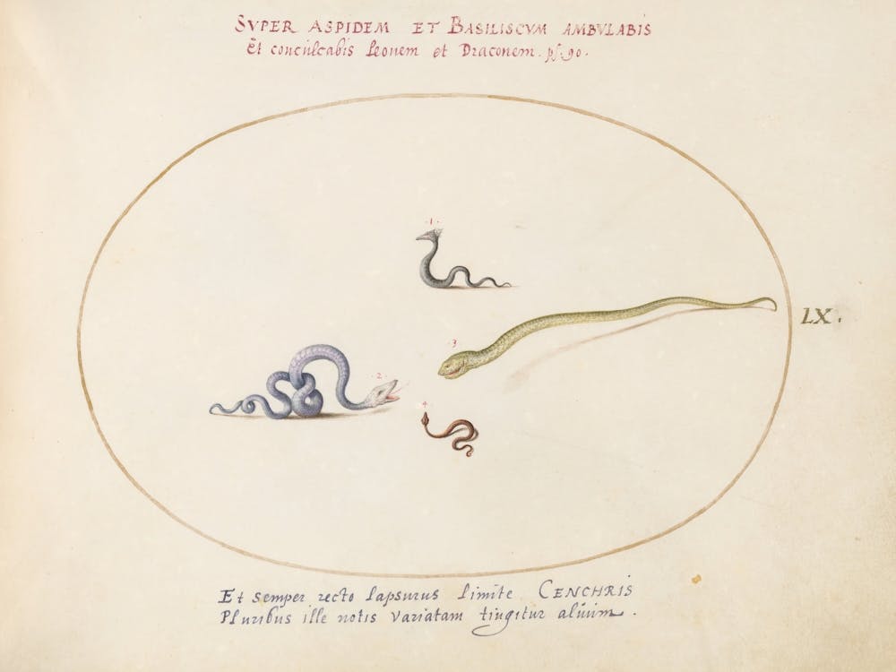 Animalia Qvadrvpedia et Reptilia (c. 1575-1580), Joris Hoefnagel (2) 1