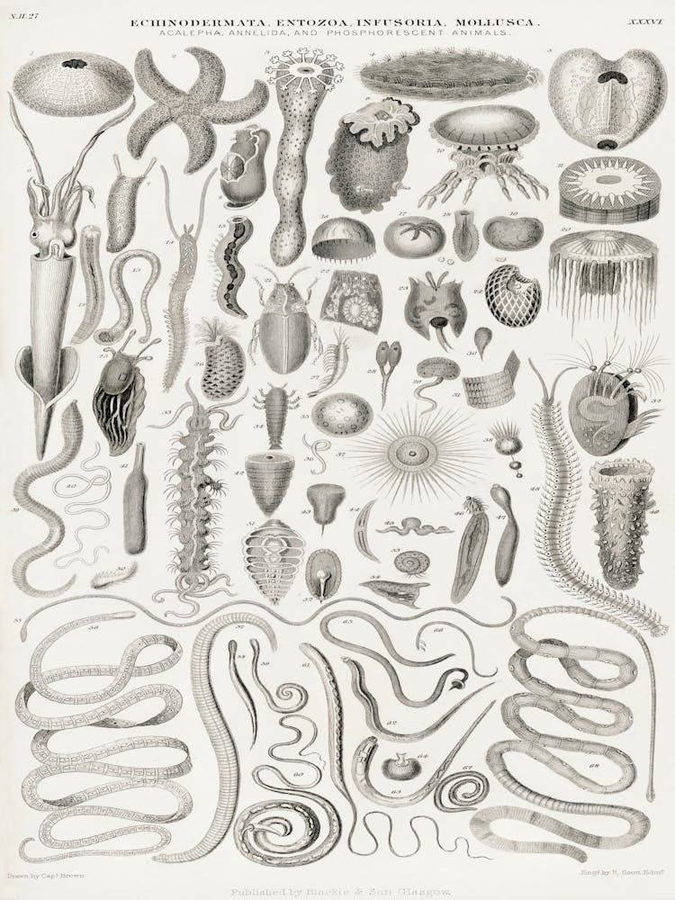 Echinodermata, Entozoa, Infusoria, Mollusca, Oliver Goldsmith