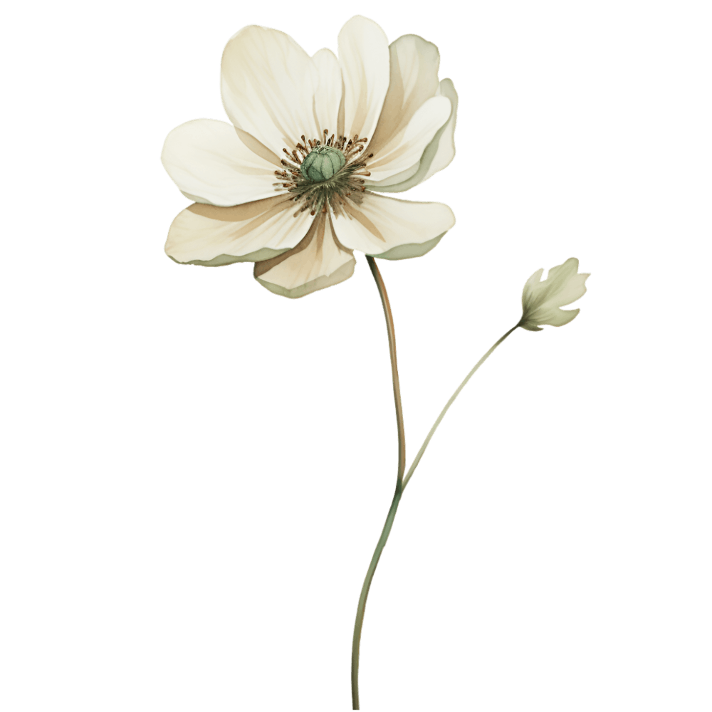 White Anemone Flower 1