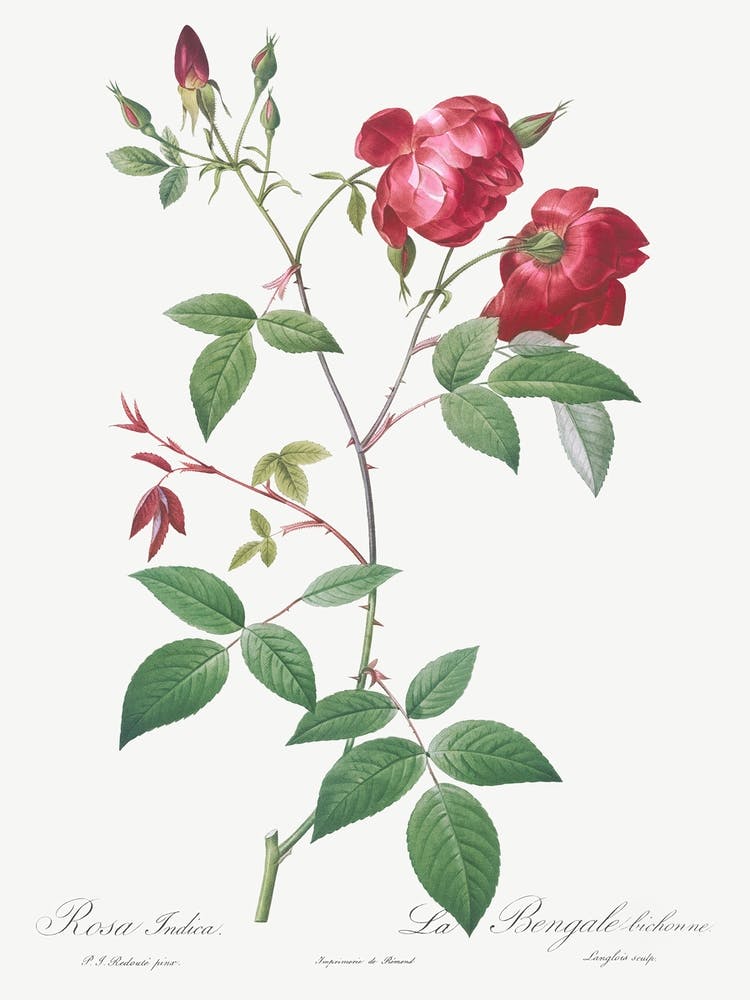 Velvet China Rose, Pierre Joseph Redoute