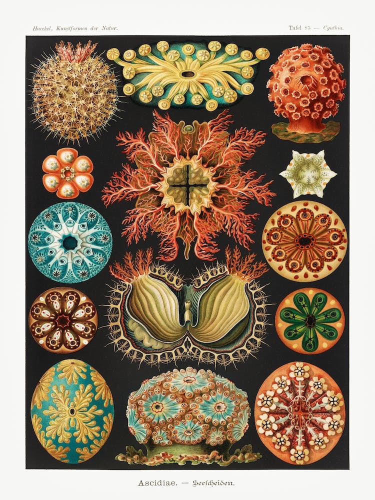 Ascidiae–Seescheiden, Ernst Haeckel