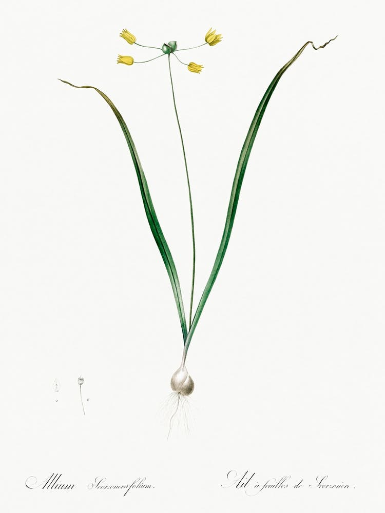 Allium Scorzonera Folium Illustration Tirée de Les Liliacées (1805), Pierre Joseph Redoute