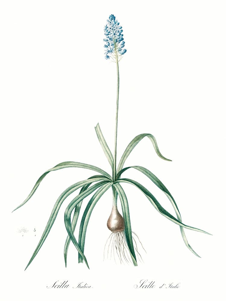 Italian Bluebell Illustration From Les Liliacées (1805), Pierre Joseph Redoute