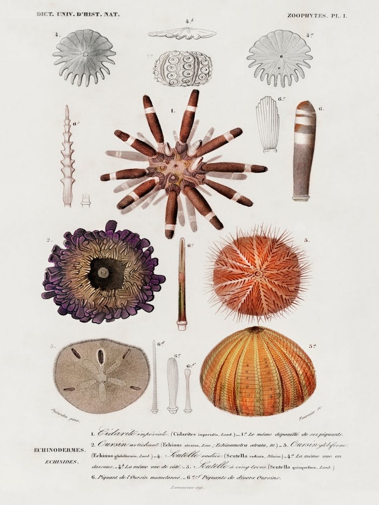 Different Types Of Sea Urcnhins, Charles Dessalines D' Orbigny