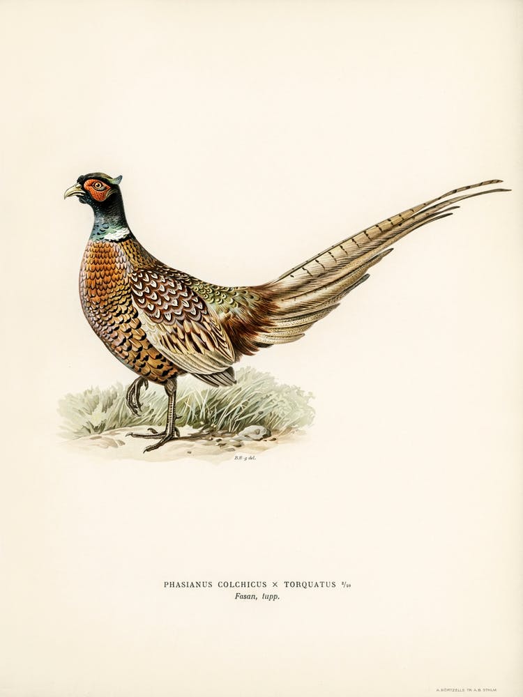 Ring Necked Pheasant, The Von Wright Brothers
