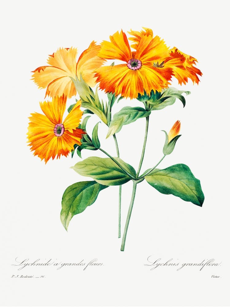 Lychnis Grandiflora, Pierre Joseph Redouté