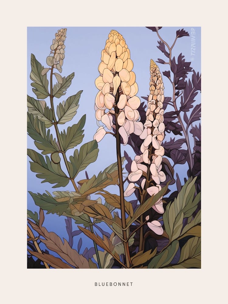 Flower Illustration Bluebonnet 1 Poster