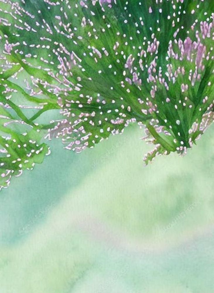 Acropora Loripes Ii Storybook Watercolour