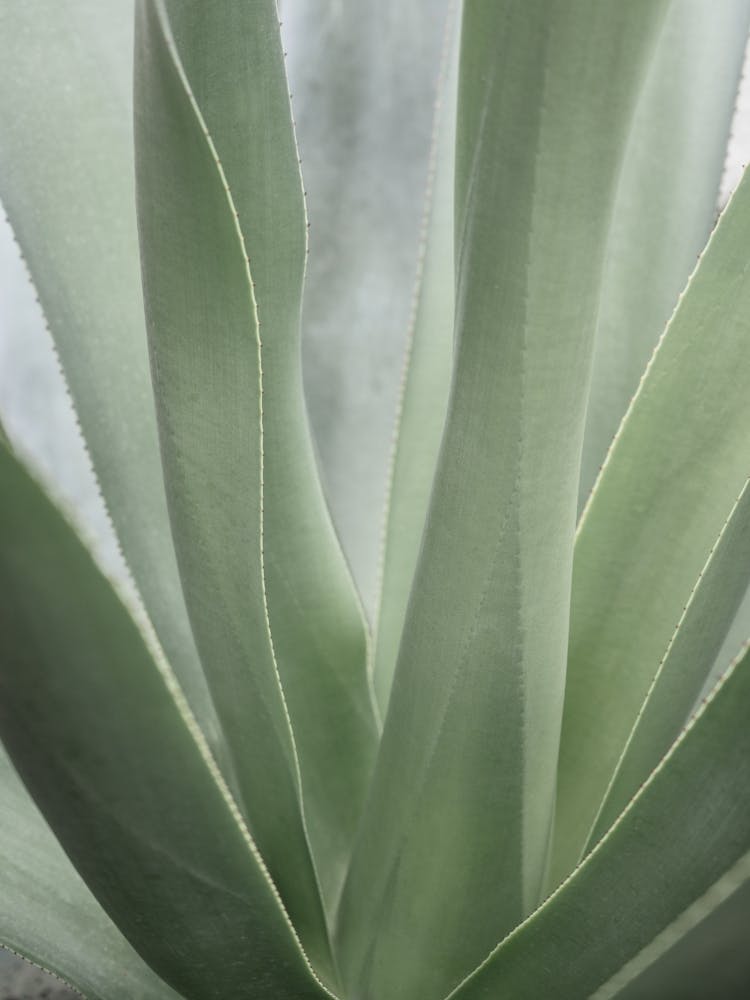 Sage green botanical cactus - Mexico nature and travel photography by Christa Stroo