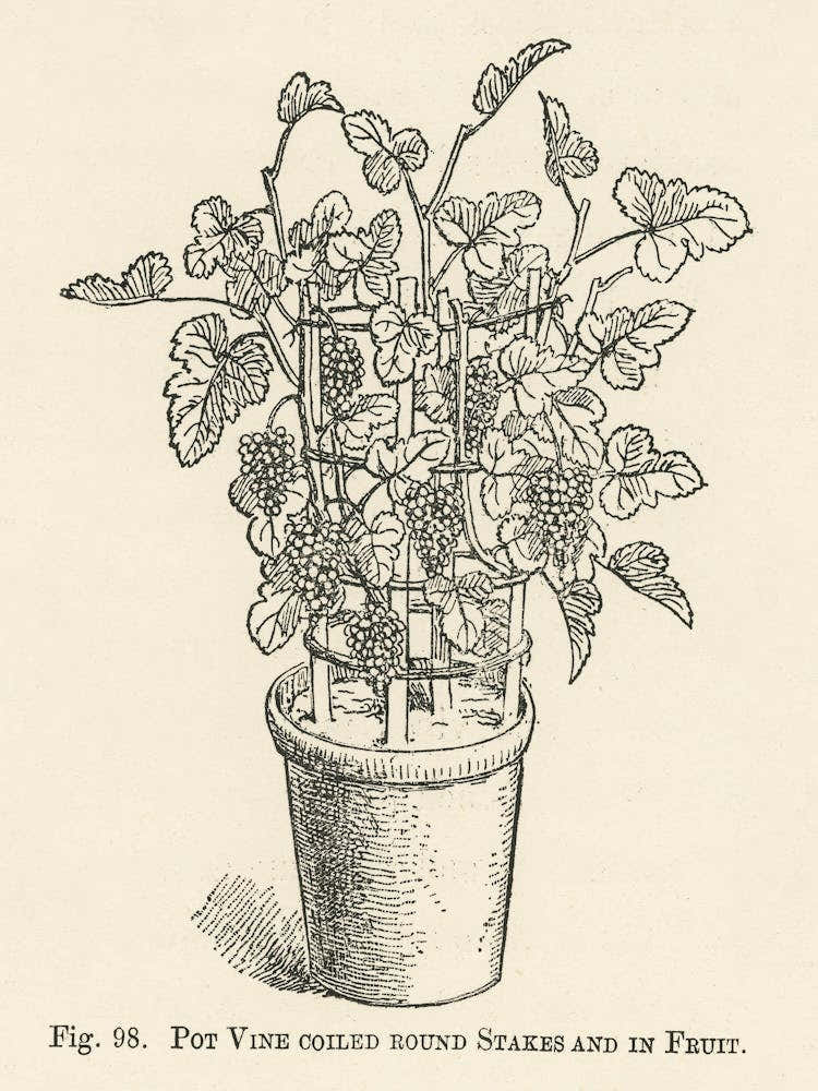 Vintage Illustration Of Pot Vine Grapes, John Wright