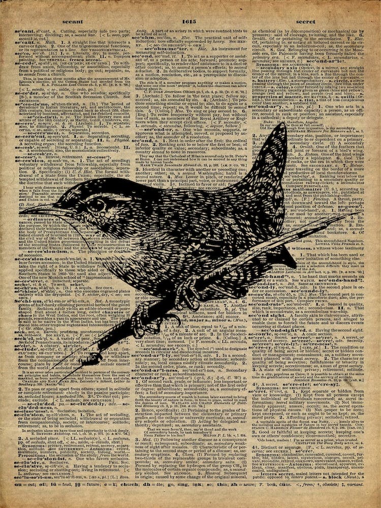 Wren Bird