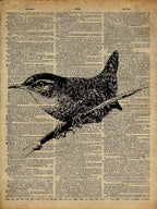Wren Bird