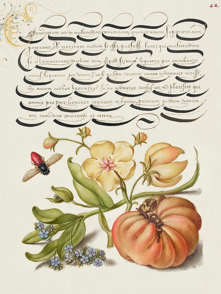 Insect, Moth Mullein, Forget Me Not, And Tomato From Mira Calligraphiae Monumenta, Joris Hoefnagel