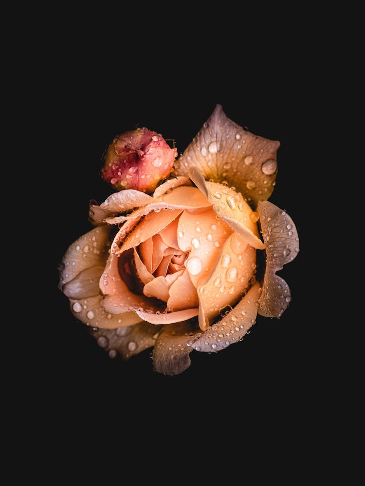 Water Drops On A Rose