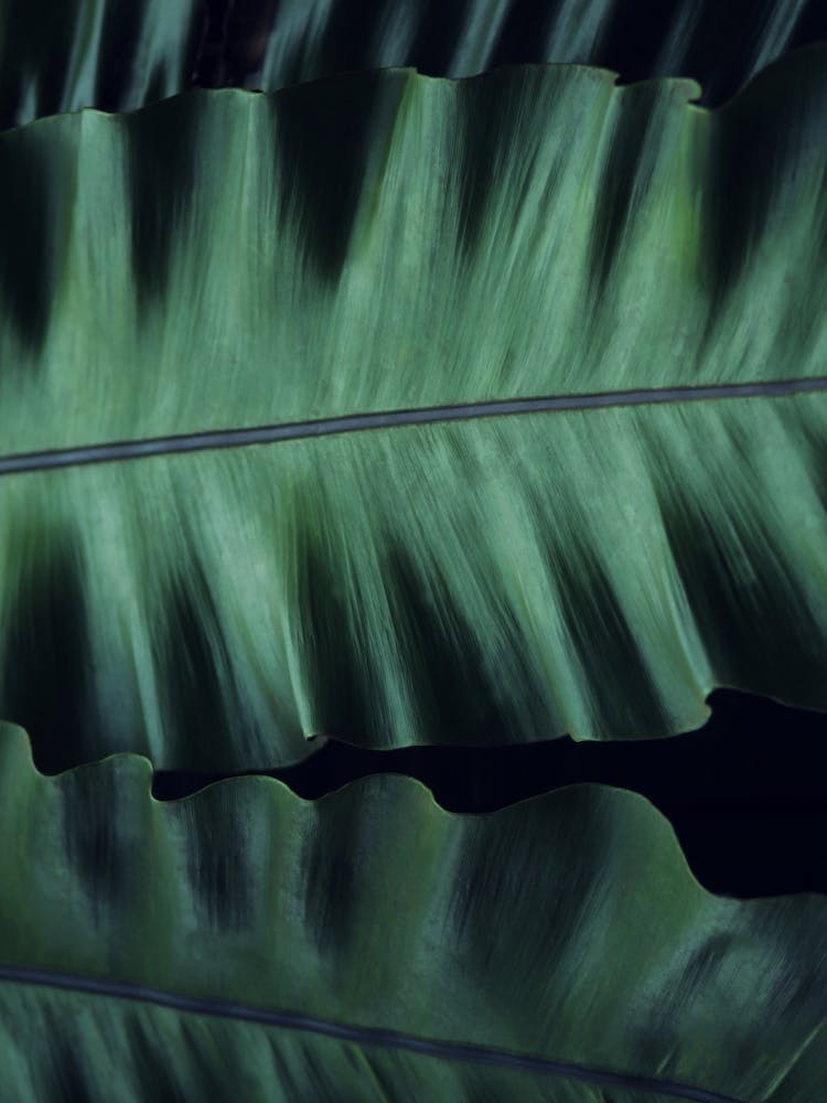 Green Velvet I
