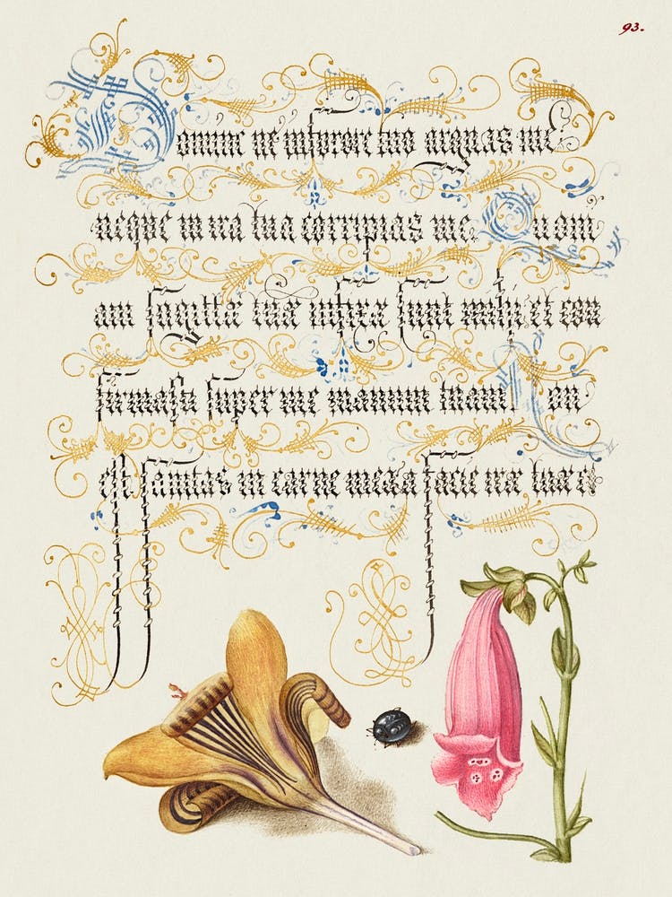Cloth Of Gold Crocus, Beetle, And Foxglove From Mira Calligraphiae Monumenta, Joris Hoefnagel