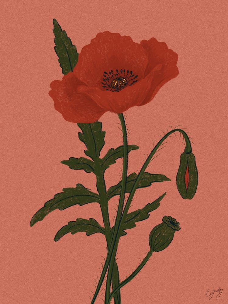 Flower Poppy