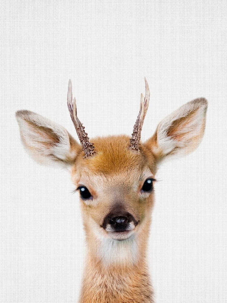 Peekaboo Dear