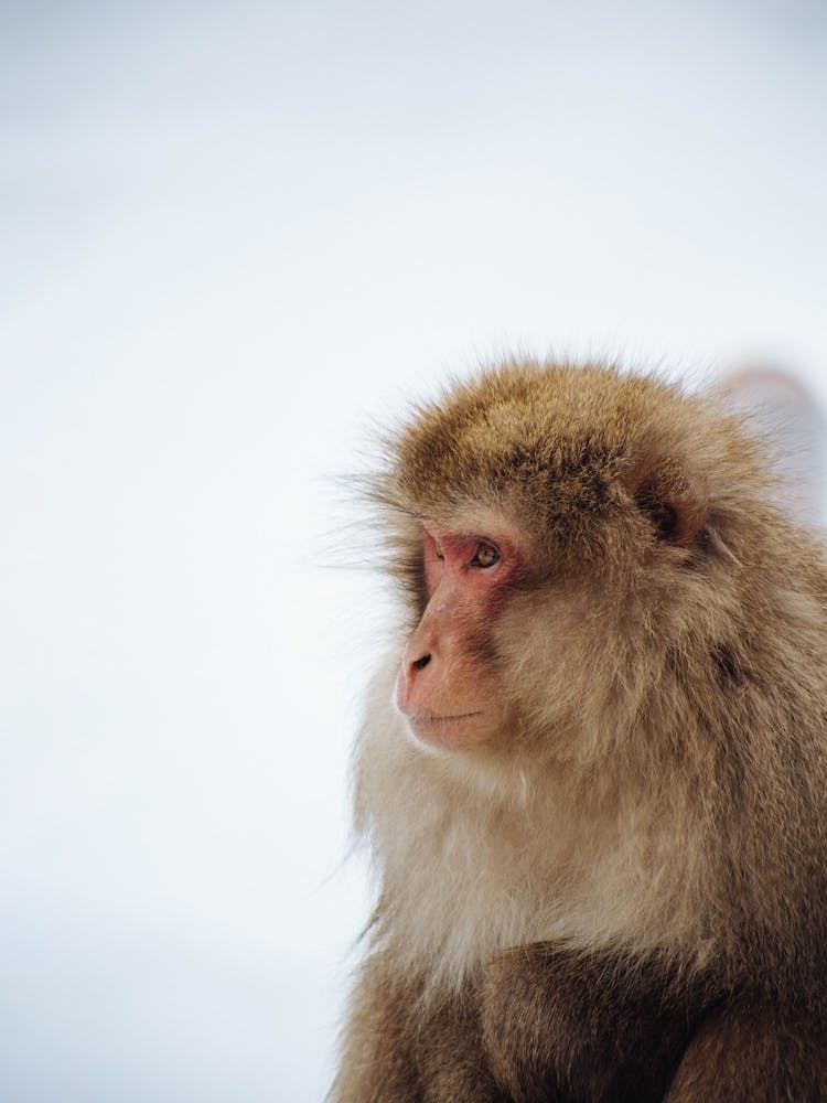 A Snow Monkey Niseko