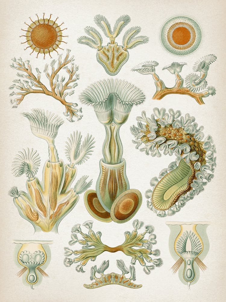 Vintage Haeckel 2 Tafel 23 Moostiere
