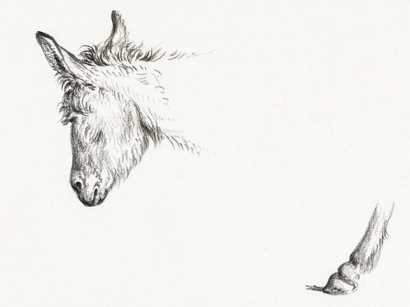 Head And Paw Of An Ass, Jean Bernard