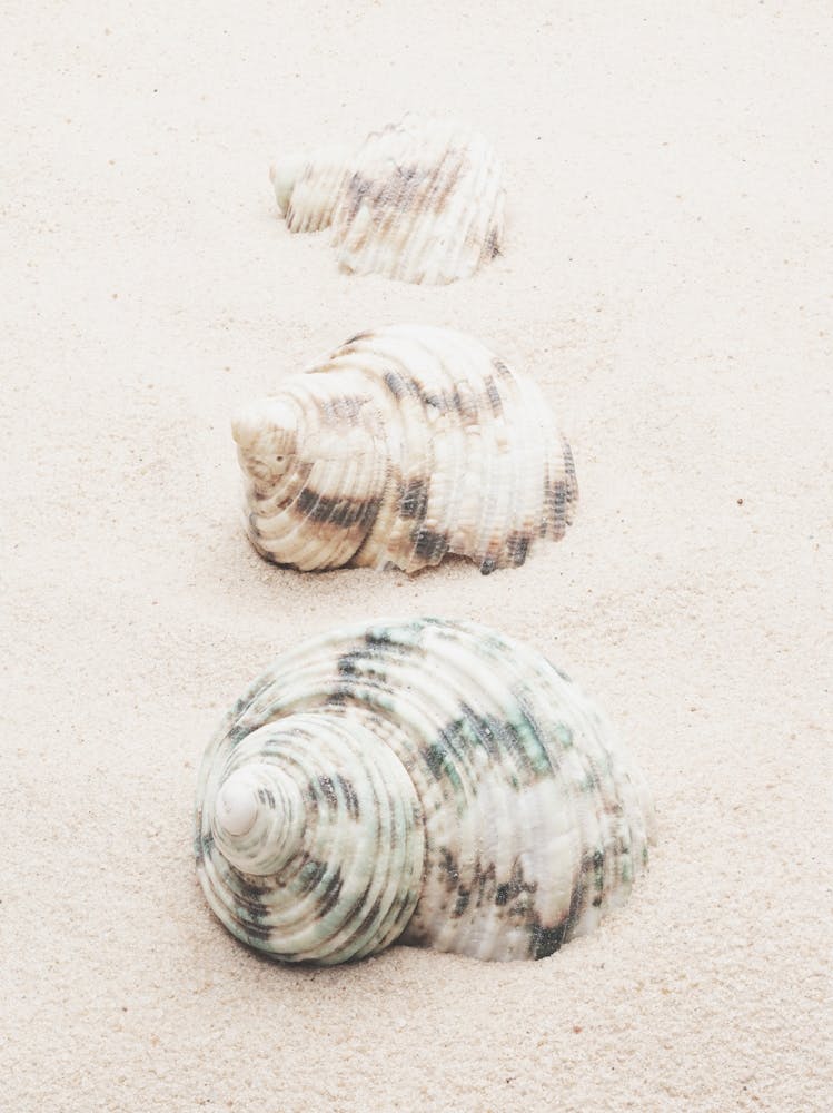 Shells in the sand_2110340