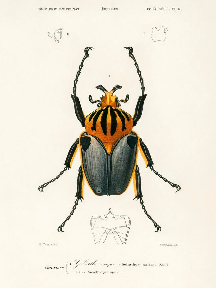 Goliathus Cacicus, Charles Dessalines D' Orbigny