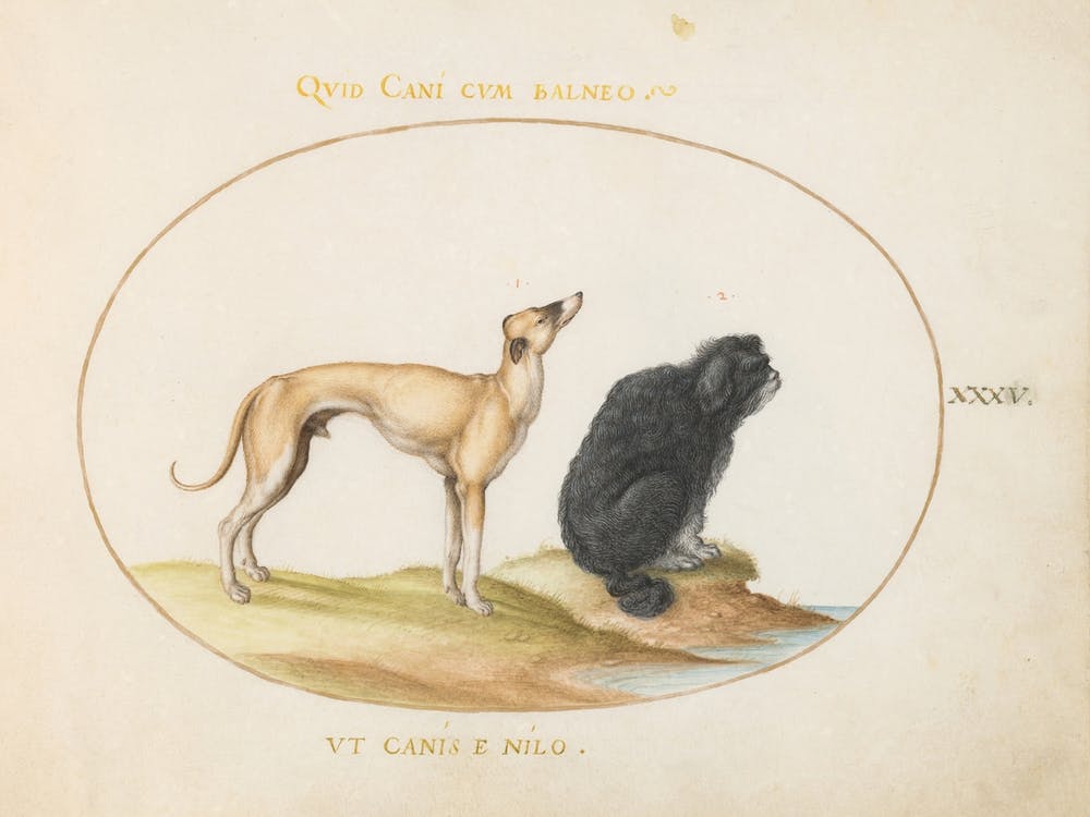 Animalia Qvadrvpedia et Reptilia (c. 1575-1580), Joris Hoefnagel 5