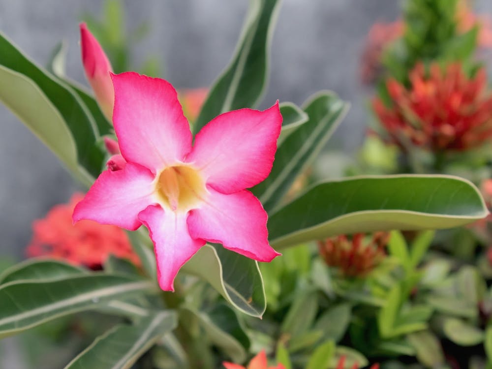 Pink Tropical Flower