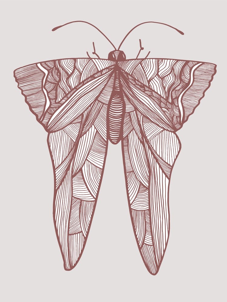 Moth Drawing