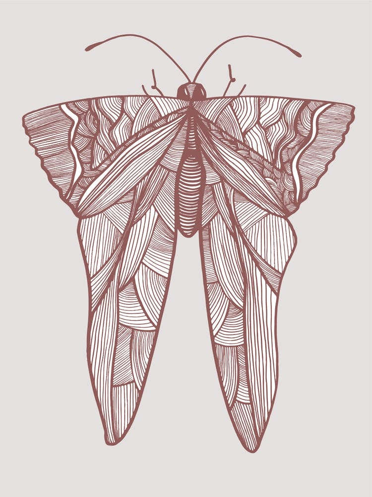 Moth Drawing