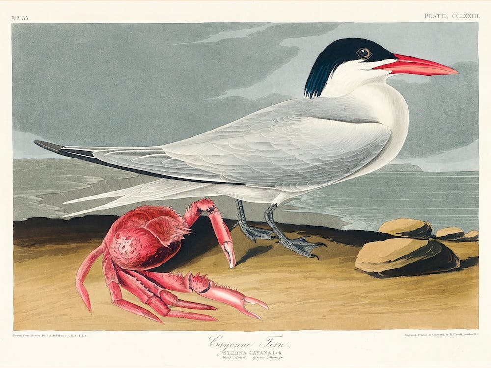Cayenne Tern, Birds Of America, John James Audubon