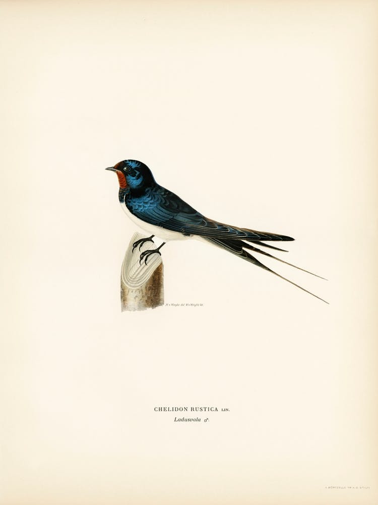 Barn Swallow Male (Chelidon Rustica), The Von Wright Brothers