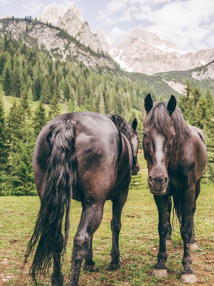 Friesian Horses In Austria