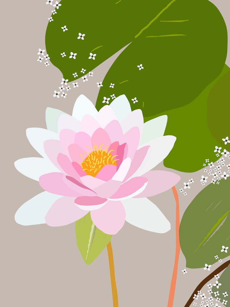 Water Lily | 01