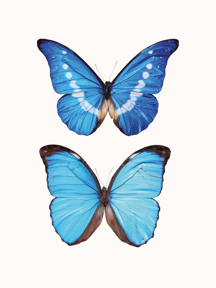 Butterflies V