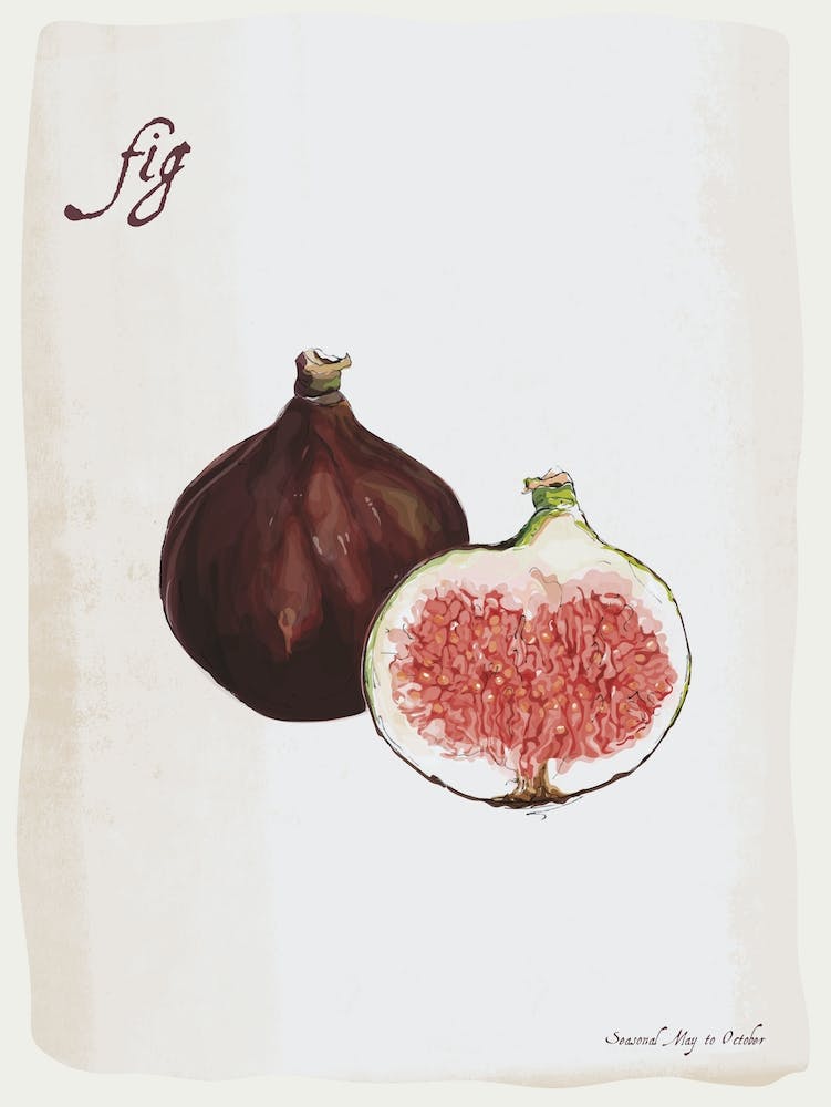 Fig Vintage illustration Print