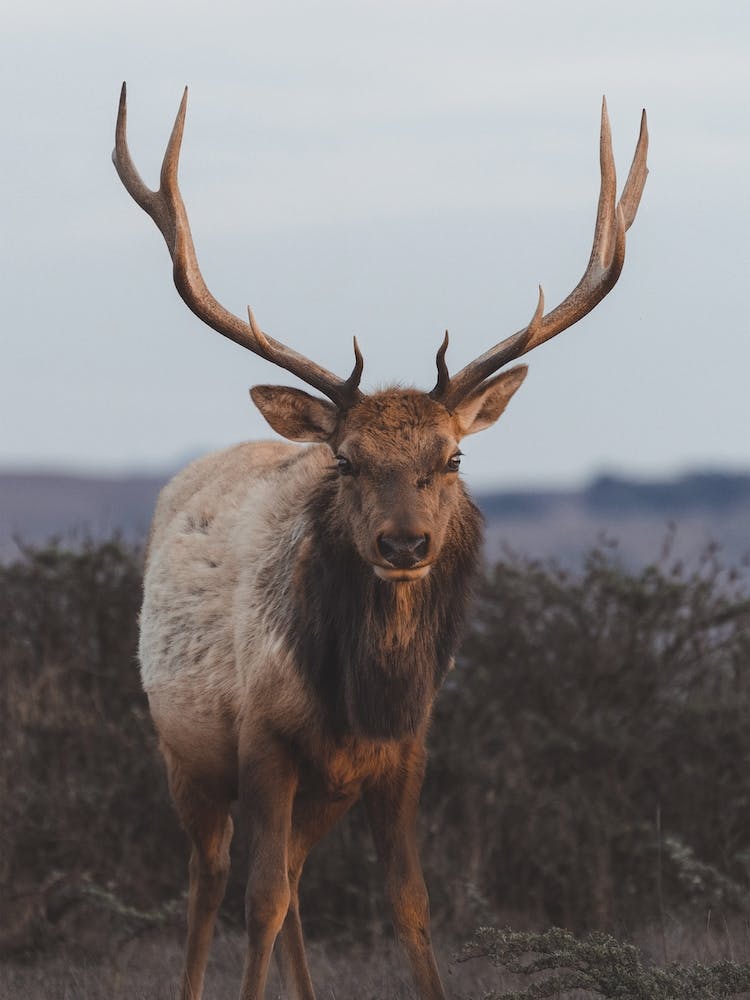 Bull Elk At Dusk